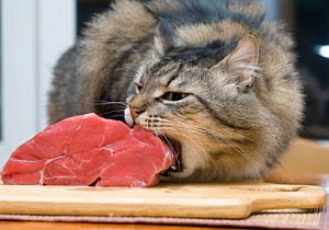Cat eating raw meat