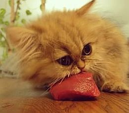 Raw meat for cats