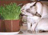 Cat chewing wheatgrass