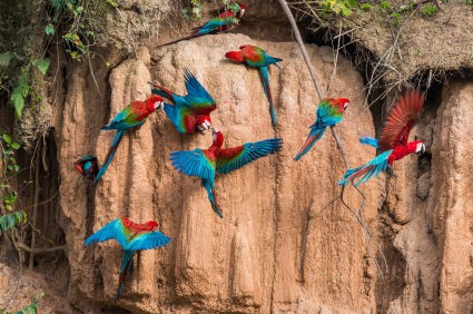 Wild birds eat clay for 
	trace minerals and cleanse toxins