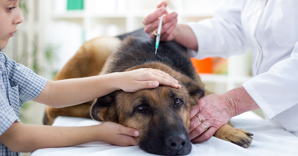 Petvacc كيف ينتقل داء الكلب - وأهم النصائح للوقاية من الإصابة بداء الكلب 2 كيف ينتقل داء الكلب - وأهم النصائح للوقاية من الإصابة بداء الكلب