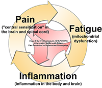 Can Pain and Inflammation suppress the immune system? 