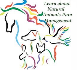 Animals also suffer from pain and inflammation