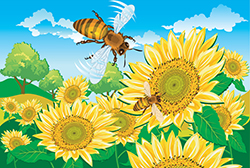 Honey bees gathering pollen on sunflowers
