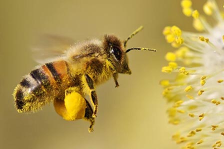 Bee Pollen and your health