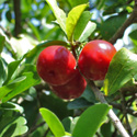 Camu camu berries in the wild