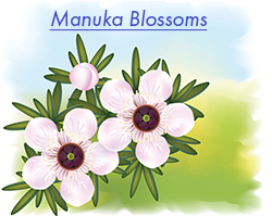 Manuka Blossoms