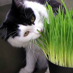 cat eating wheatgrass