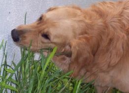 dog eating wheatgrass