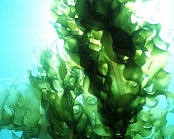 Kelp, Ocean's superfood?