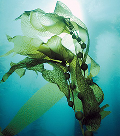 Seaweeds are important nutrients to prevent disease in humans and animals