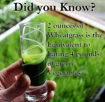 wheatgrass