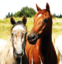 Horses - 2 mares on Immunocal protected from flies
