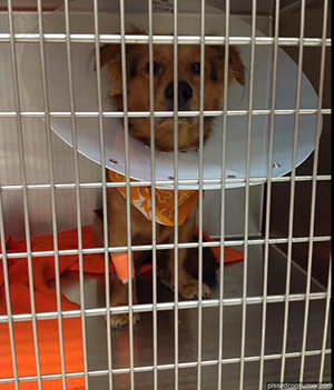 Behind bars - pet hospital