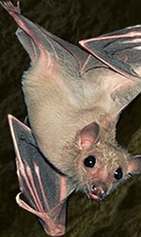 Bat