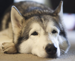 Husky sick with masticatory muscle myositis (MMM)