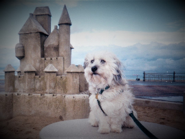 Healthy happy Terrier