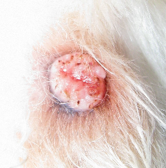 Dog with tumor