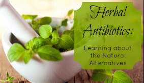 Herbal Alternatives to Antibiotics