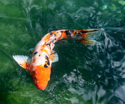 Koi Fish