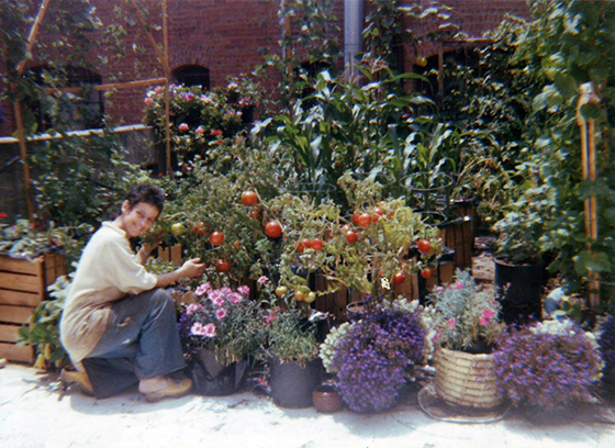 Shirley havesting tomatoes