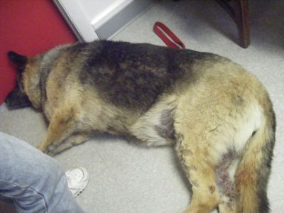 The horrific results of allowing the unecessary 
vaccination of companion animals to continue