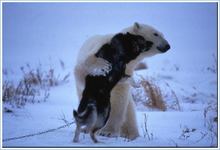 Bear and a dog