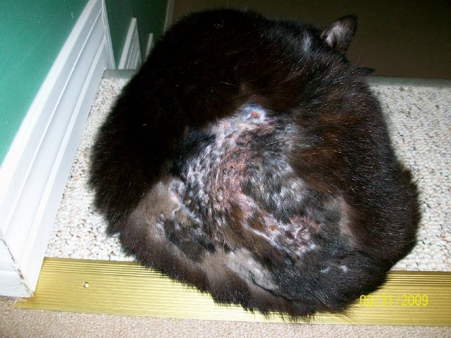 homeless cat cured of infected wound with natural treatement