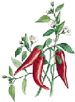 Cayenne Pepper