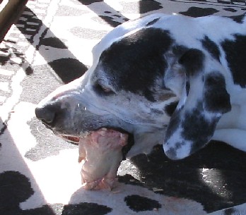 Dog eating raw chicken meat