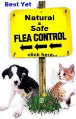 Natural and safe flea and tick control