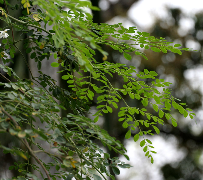 Moringa tree