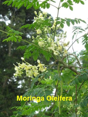 Significant nutritional potency of Moringa