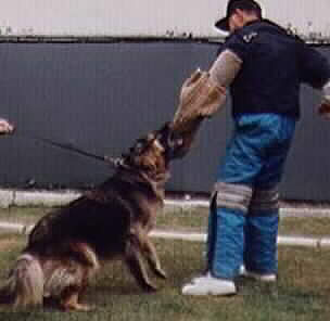 Professional Dog Trainer
