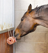 horse salt lick