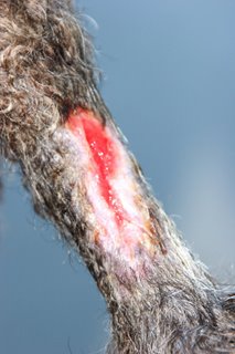 Dog tail demonstrate a typical adverse vaccine reaction